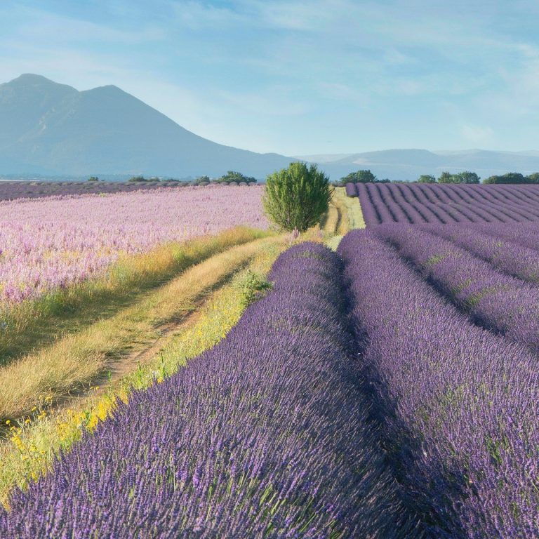 Lavender fields in Provence Lavender fields in Provence