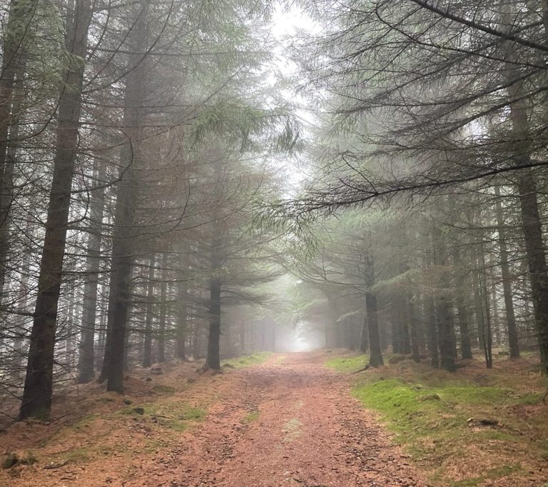 Forest Trail Forest Trail