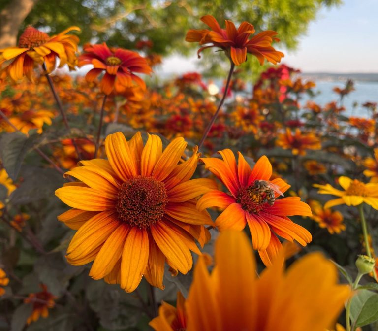 Bodensee - Lake Constance